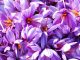 export of saffron in Iran returns to normal